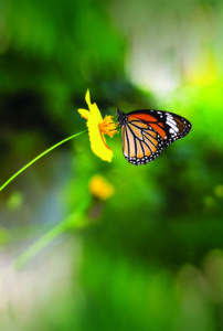 Butterfly Destress relax unwind Survey shows gardening is good for the mind, body and soul