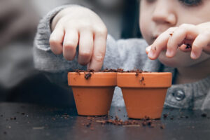 Child Planting Sunflowers Sunflowers bring cheer and cash to local charities