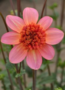 Dahlia ‘Totally Tangerine’ Wyevale Nurseries Wyevale Nurseries Taster Menu hailed a success