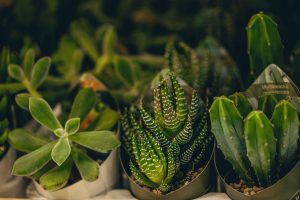 GLEEDay1 322 Glee Preview: Green Heart brings plants to the forefront