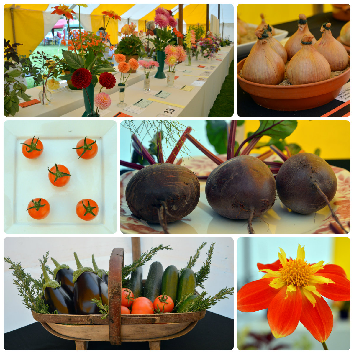 Flower Show Forum nurtures budding gardeners with free pot scheme for local schools