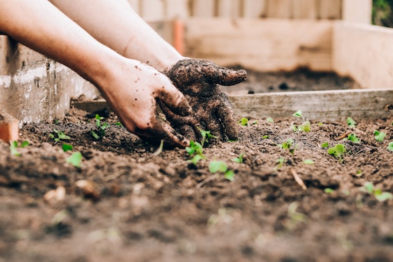 Spring gardening trends of 2022