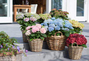 Hydrangea Magical Magical Four Seasons Wyevale Nurseries Mobile garden trend set to continue, says Wyevale Nurseries