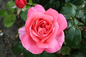 JUNE - Rose - Whartons -Special Anniversary07