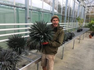 Pic 1 Mark Tuson Team leader at RHS Garden Wisley excited to assess the Mad about Mangave Wyevale Nurseries donates new Mangave range to RHS Garden Wisley