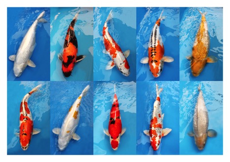 Koi Carp worth £7,725 stolen from Squire’s Garden Centres