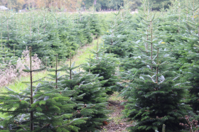 Latest News Christmas tree shortage hits the UK