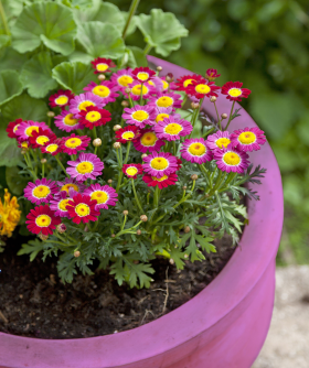 Brits spend £3.7 billion on gardening