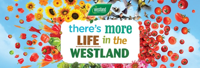 Westland acquires William Sinclair